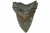 Fossil Megalodon Tooth - South Carolina #307441-2